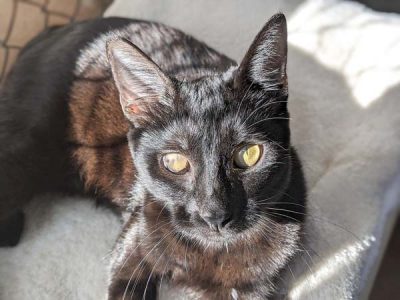 Pet of the Week